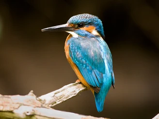 Eisvogel an der Nethe Ein prächtiger Eisvogel mit lebhaftem blauem und orangefarbenem Gefieder sitzt regungslos auf einem Ast.