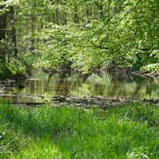 Ein sanft fließender Bach, umgeben von üppigem Grün und Bäumen, die sich im Wasser spiegeln.