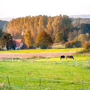 Eine idyllische Landschaft mit zwei Pferden auf einer grünen Weide, im Hintergrund bunte Herbstbäume.