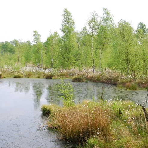 Moorhennies Moor Ein stiller Teich im Moor mit Wasserpflanzen und angrenzender Birkenlandschaft unter bewölktem Himmel.