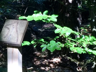 Beschilderung Waldlehrpfad Vosspäddken in der Erlebnisregion Artland Holzpfosten mit eingeritztem Labyrinth im lichten Wald, umgeben von grünen Blättern.