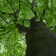 Wandergebiet Billkuhle in Berge  Blick von unten in die grünen Baumkronen eines Laubwaldes.