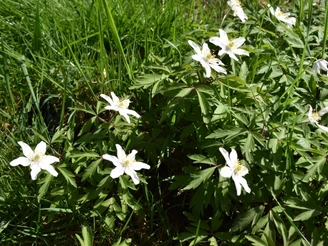 Wandern im Osnabrücker Land Weiße Buschwindröschen in voller Blüte, eingebettet in grünes Gras.
