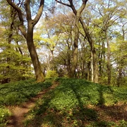 Schöner Waldpfad durch den Teutoburger Wald