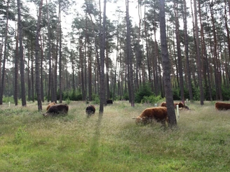 Hochlandrinder im Zuge des Naturschutzgroßprojekts