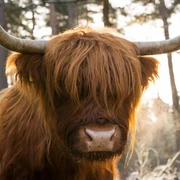 Schottisches Hochlandrind auf eine der zahlreichen Koppeln