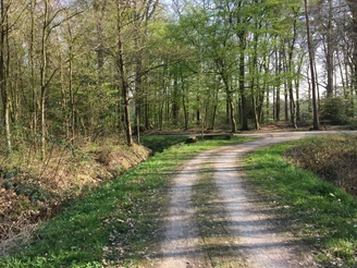 Der Friedwald Radrundweg R19 Waldweg