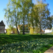 Rinteln Frühlingshafte Landschaft mit blühenden Narzissen vor historischen Gebäuden und grünen Bäumen in Rinteln.