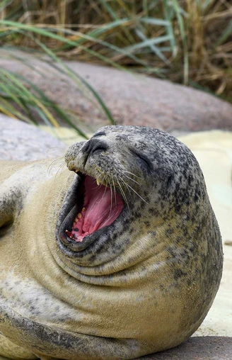 Seehund in der Seehundstation Friedrichskoog