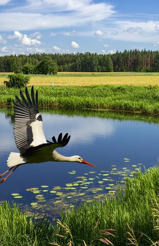 Storchen-Erlebnis-Route