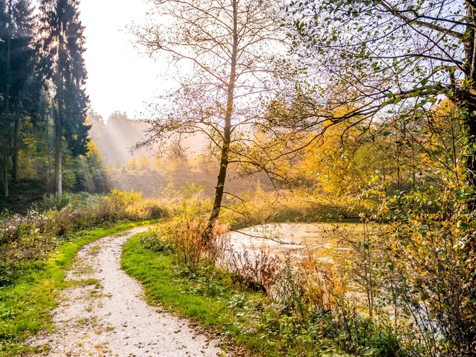 Herbstlicher Waldweg entlang eines kleinen Sees mit leuchtendem Laub und sanftem Sonnenlicht.
