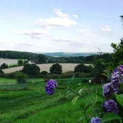 Landschaft in sanften Hügeln mit lila Blüten im Vordergrund, Felder und Wälder im Hintergrund.