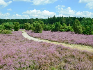 Heiliger Hain Blick in den Heiligen Hain bei Wahrenholz
