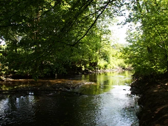 Wisser Bach Ein klarer Fluss fließt durch einen grünen, dichten Wald, erhellt von strahlendem Sonnenlicht.
