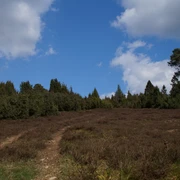Wacholderheide Heidelandschaft mit blauem Himmel, umgeben von Bäumen und einem klaren Pfad im Vordergrund.