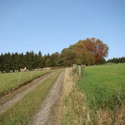 Bergischer Weg vor Eikamp Ein Schotterweg führt durch eine grüne Wiese, gesäumt von Schafen und herbstbunten Bäumen.