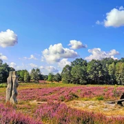 Die Vareler Heide mit Sandsteinskulptur zur Heideblüte Die Vareler Heide mit Sandsteinskulptur zur Heideblüte