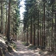 Waldwandern Waldweg gesäumt von hohen, geraden Bäumen unter einem klaren blauen Himmel.