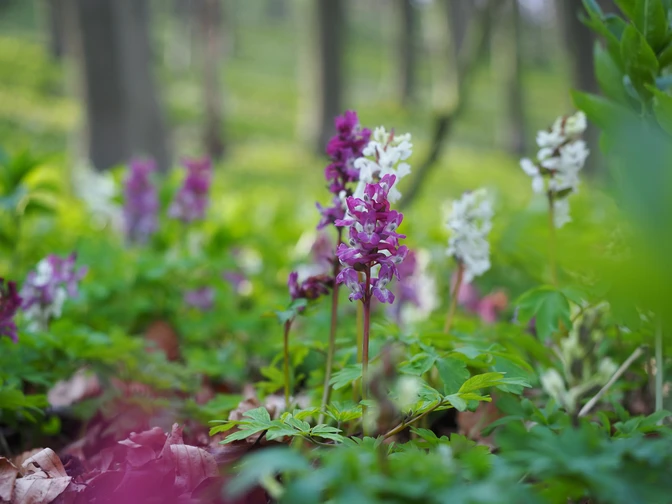 Freedenblüte Lila und weiße Frühlingsblumen blühen in einem grünen, leicht verwischten Waldhintergrund.
