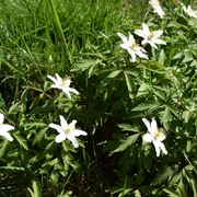 Frühling Weiße Anemonenblüten in grünem Grasfeld in voller Blüte.