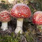 Fliegenpilz Amanita Muscaria Drei rote Fliegenpilze mit weißen Flecken stehen im Waldboden zwischen Gras und Moos.