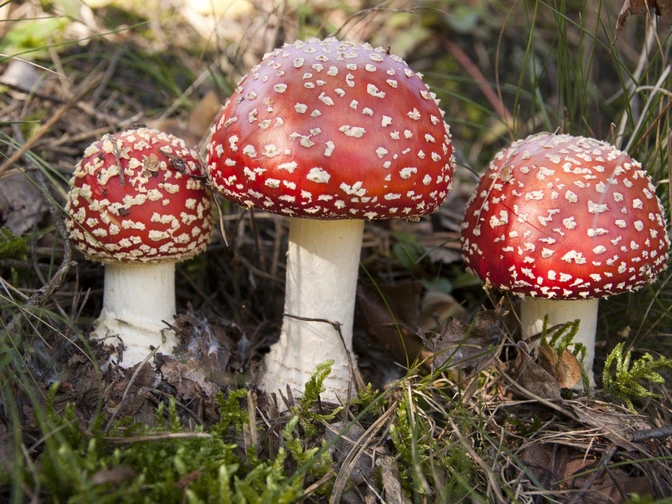 Fliegenpilz Amanita Muscaria Drei rote Fliegenpilze mit weißen Flecken stehen im Waldboden zwischen Gras und Moos.