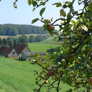 Im Zittertal in Bissendorf Apfelbaumzweige mit Früchten im Vordergrund, im Hintergrund grüne Felder und ein Fachwerkhaus.