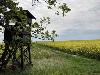 rapsfeld