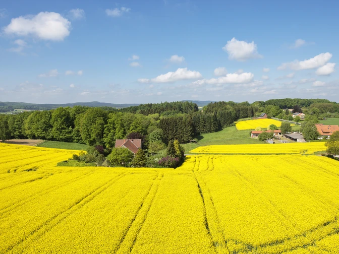 Aussicht vom Wasserturm  Weite gelbe Rapsfelder mit vereinzelten Bauernhäusern unter blauem Himmel im ländlichen Umfeld.