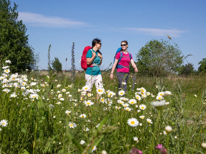 Wandern im Meller Umland Zwei Frauen wandern an einem sonnigen Tag durch eine blühende Wiese voller Margariten.