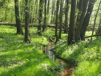 Unterwegs im Hüggel Kleiner Bach fließt durch grüne Waldlichtung mit hohen Bäumen bei sonnigem Wetter.