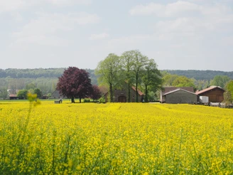 Landschaft zwischen Hasbergen und Hagen  Rapsfeld im Vordergrund, Bauernhof mit Bäumen im Hintergrund, klarer blauer Himmel.