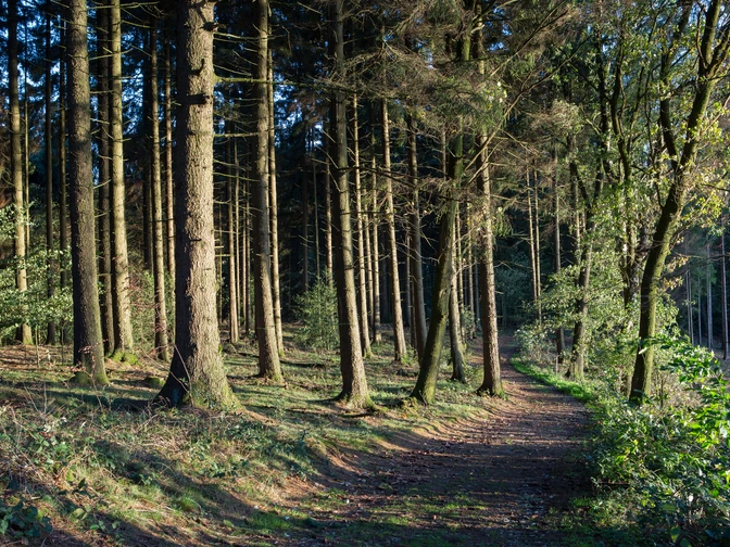 Im Wald Herbstlicher Waldweg in einem sonnenbeschienenen Nadelwald mit grünen Moosflächen.