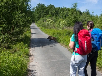 Achtung Wildschweine Zwei Wanderer beobachten ein Wildschwein, das über einen schmalen Weg im Wald läuft.