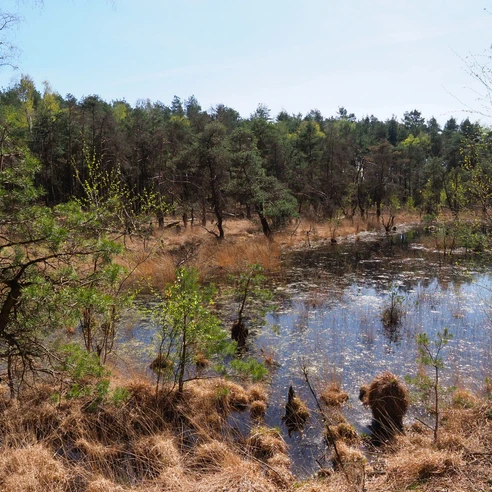 Moorlandschaft Ein kleiner, von Bäumen umgebener Teich in einer offenen, bewaldeten Heidelandschaft.