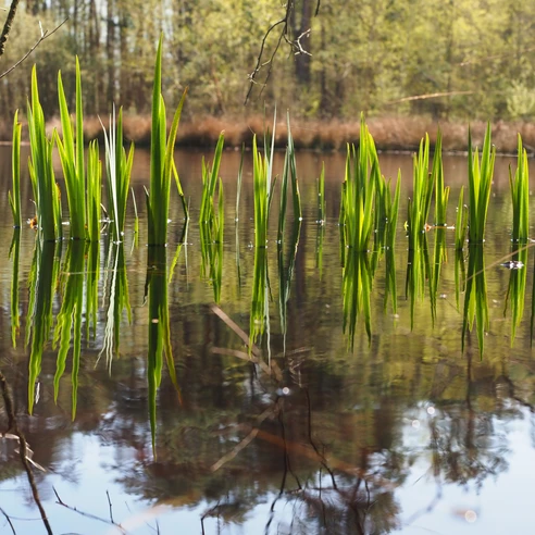 Gräser spiegeln sich in einem ruhigen Teich, umgeben von Bäumen im Hintergrund.