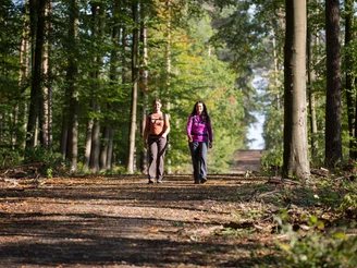 Riemsloher Wald Zwei Frauen wandern auf einem sonnenbeschienenen Waldweg, umgeben von hohen Bäumen.