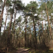 TERRA.track Kulturpfad Königstannen Hohe Kiefern im Wald mit leicht bewölktem Himmel und einem schmalen Wanderweg.