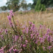 TERRA.track Wacholderhain Lila Heidekraut blüht in einer weitläufigen, sanften Heidelandschaft.