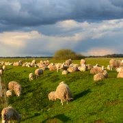 Schafe am Deich Schafe weiden auf einer grünen Wiese unter dramatischem, bewölkten Himmel.