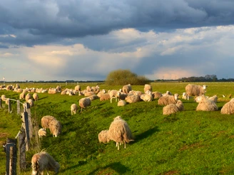 Schafe am Deich Schafe weiden auf einer grünen Wiese unter dramatischem, bewölkten Himmel.