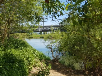 Flussmündung mit grünen Bäumen im Vordergrund und einer Eisenbahnbrücke bei klarem Himmel.