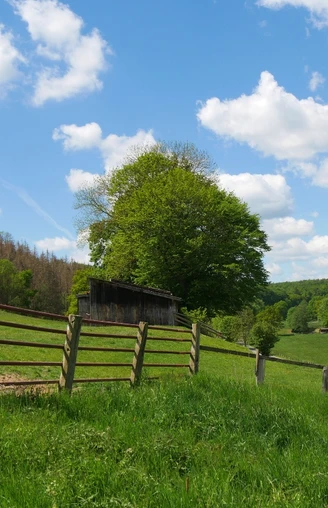 Hügelige Weidenlandschaft bei Brenkhausen Weite, grüne Weiden erstrecken sich über sanfte Hügel, gesäumt von vereinzelten Bäumen unter blauem Himmel.