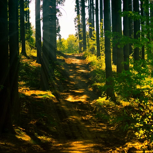 Wandern in Ankum Ein schmaler Waldweg mit Sonnenstrahlen, die durch hohe, schlanke Bäume fallen.