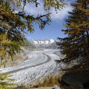 Aletschwald mit Aletschgletscher