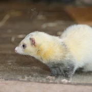 Iltis im Otter-Zentrum Hankensbüttel Iltis im Otter-Zentrum Hankensbüttel