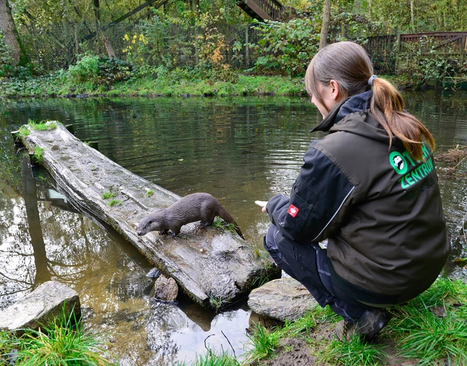 Tierfütterung im Otter-Zentrum Fütterung der Fischotter im Otter-Zentrum Hankensbüttel