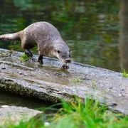 Otter im Otter-Zentrum Otter im Freigehege im Otter-Zentrum Hankensbüttel
