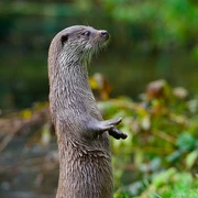 Otter im Otter-Zentrum Otter steht aufrecht im Otter-Zentrum Hankensbüttel