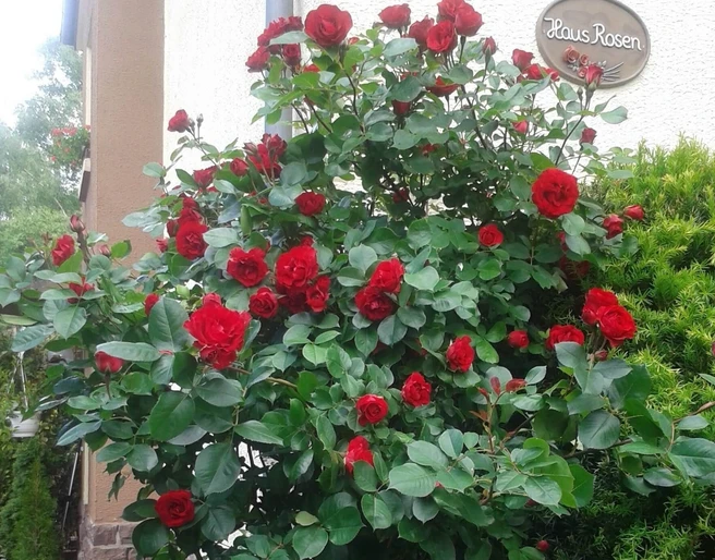 haus-rosen-rosenstock Rosenbusch mit roten Rosenblüten